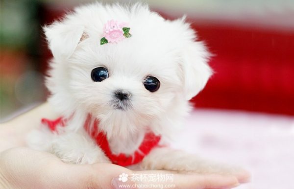 茶杯犬
