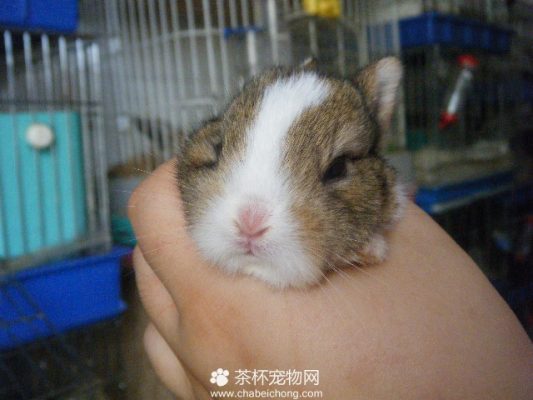 侏儒兔