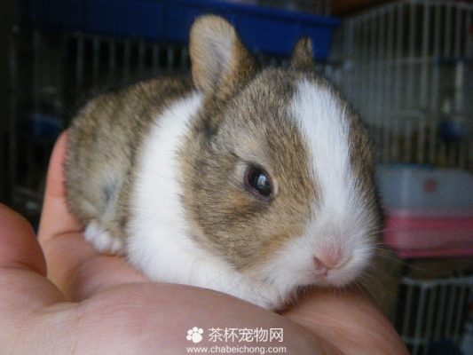 侏儒兔（二）