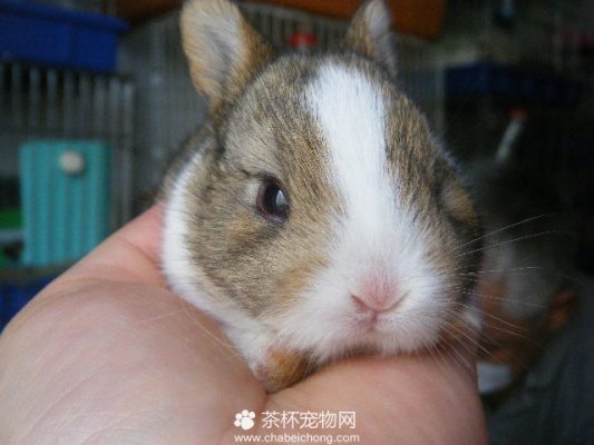 侏儒兔（三）