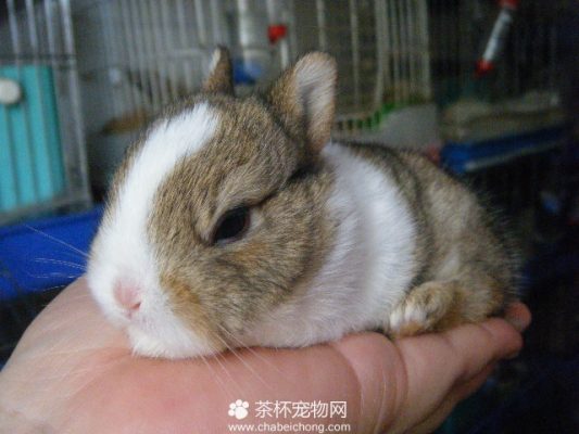 侏儒兔（五）