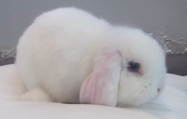 迷你垂耳兔