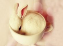 饲养茶杯兔