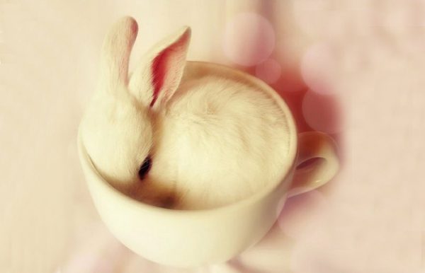饲养茶杯兔