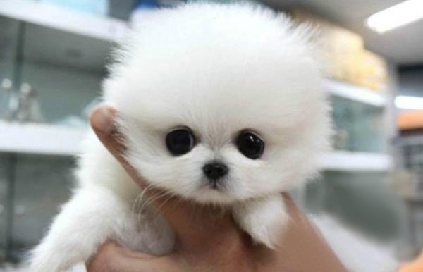 茶杯博美犬图片