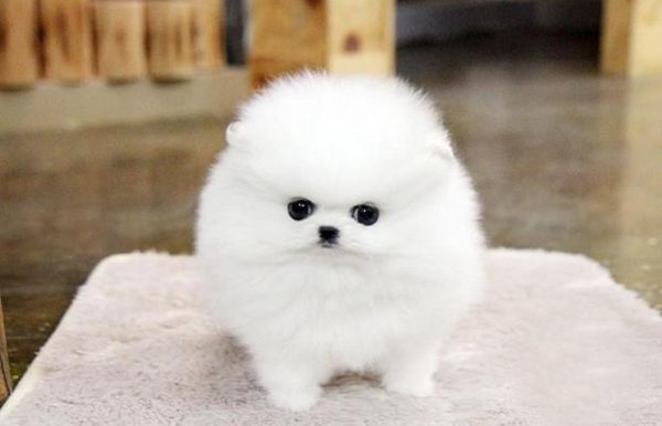 茶杯博美犬图片（二）