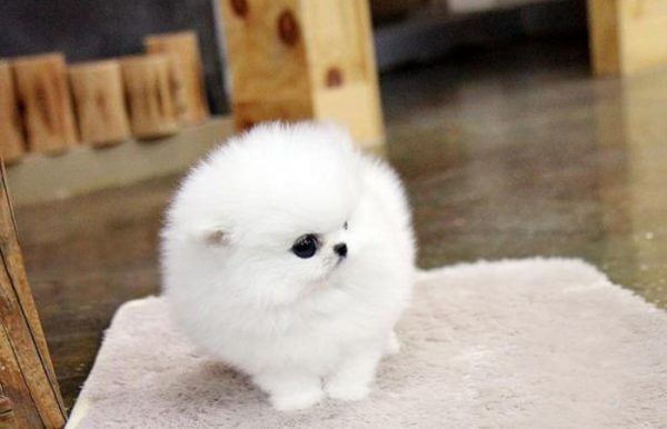 茶杯博美犬图片（三）
