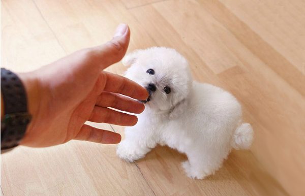 茶杯犬的饲养