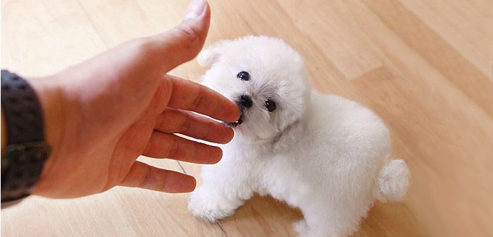 狗茶杯犬有哪些品牌|茶杯犬寿命|茶杯犬图片 茶杯犬,茶杯高清图片
