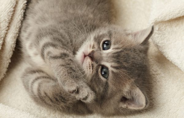 茶杯小猫咪