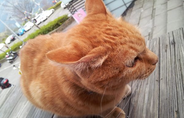 呆傻萌猫咪（二）