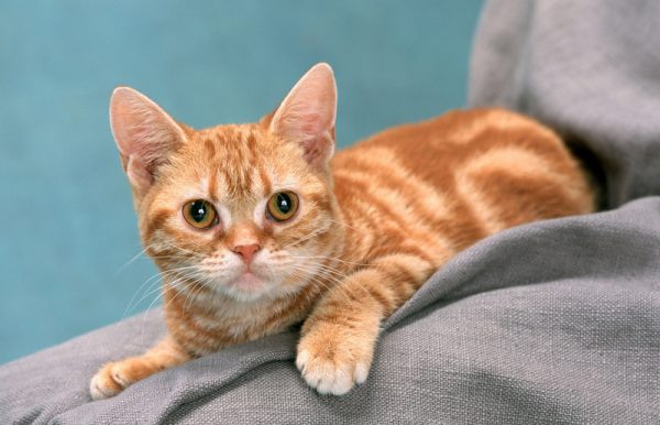 呆傻萌猫咪（三）