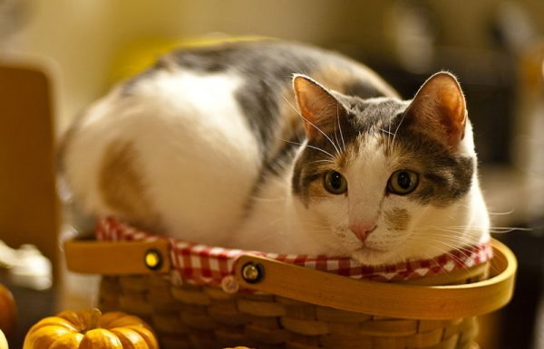 呆傻萌猫咪（四）
