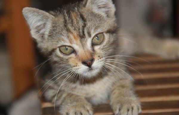 呆傻萌猫咪（五）