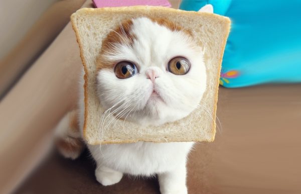 呆傻萌猫咪