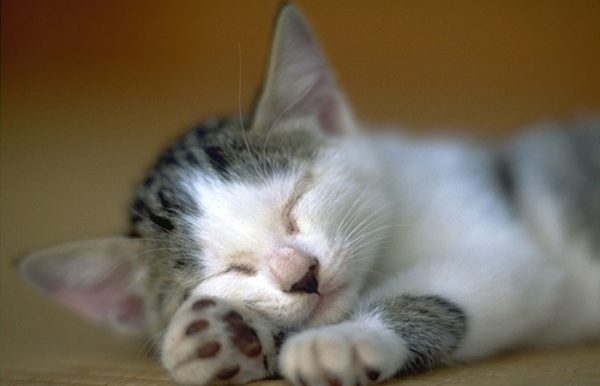 奇葩的猫咪睡觉囧姿（三）