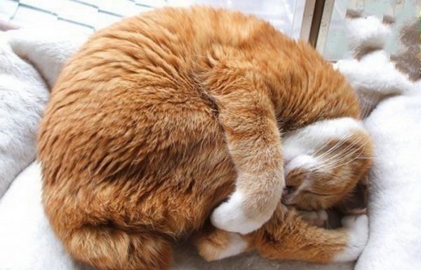 奇葩的猫咪睡觉囧姿（六）