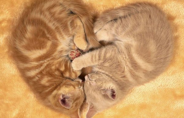 奇葩的猫咪睡觉囧姿（八）