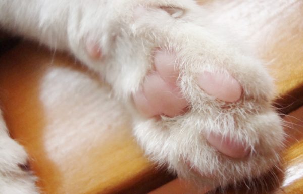 可爱的猫爪图片