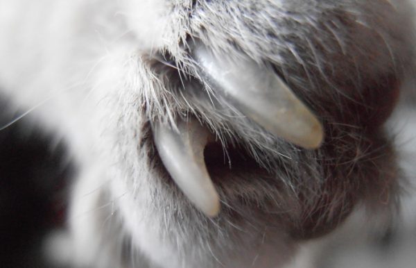 可爱的猫爪图片（四）