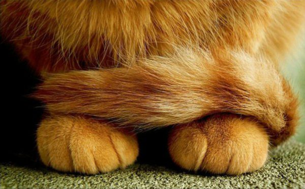 可爱的猫爪图片（五）