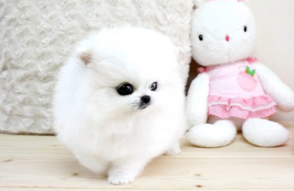 茶杯犬