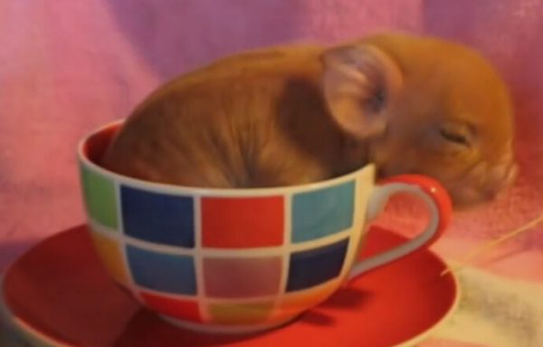 茶杯猪