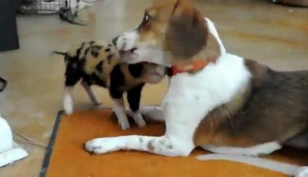 猪狗大战