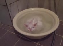 迷恋泡澡的猫咪