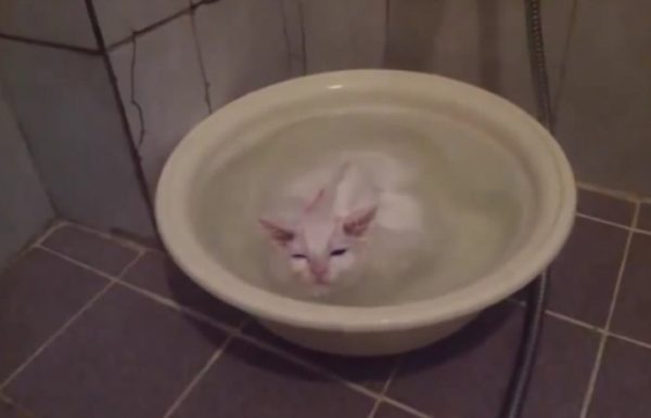 迷恋泡澡的猫咪