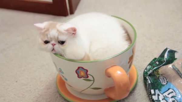 茶杯猫