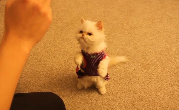 训练茶杯猫