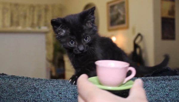喜欢喝牛奶的小黑猫