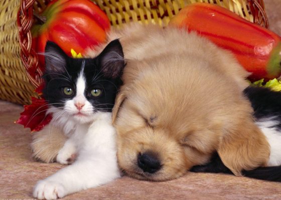 猫和狗在一起（三）