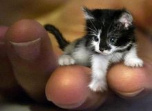 世界上最小的猫？