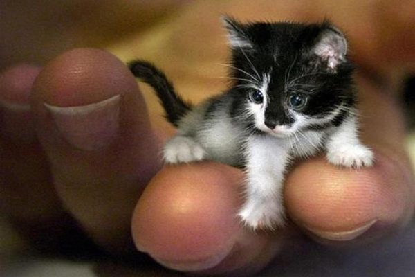 世界上最小的猫？
