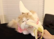爱吃香蕉的猫咪