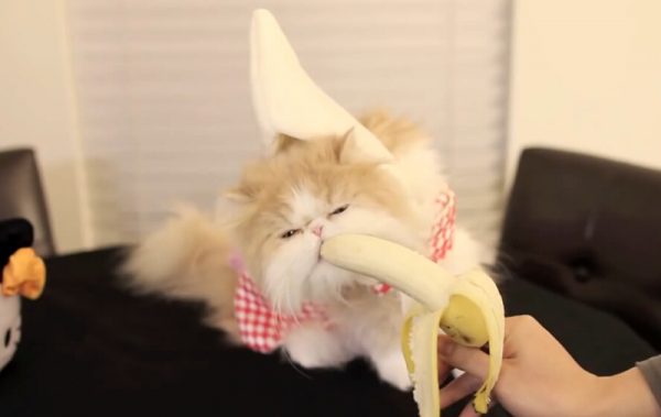 爱吃香蕉的猫咪