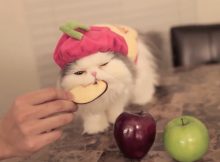 爱吃苹果的猫咪