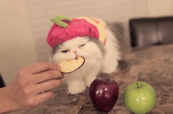 爱吃苹果的猫咪