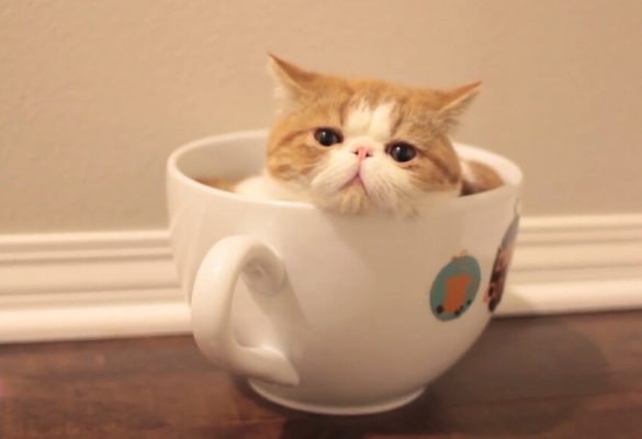 肥猫