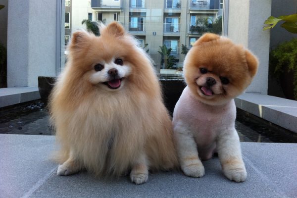 Boo 世界上最可爱的狗狗