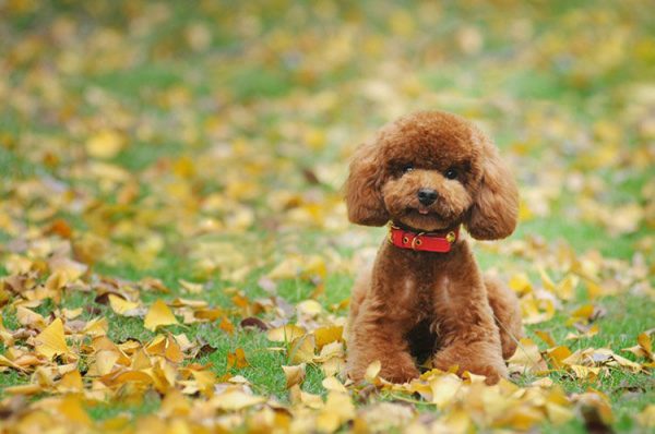 茶杯贵宾犬