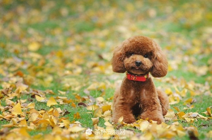 茶杯贵宾犬