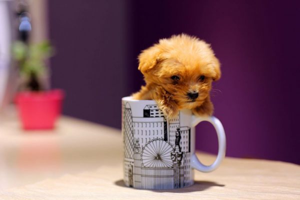 茶杯泰迪犬（三）