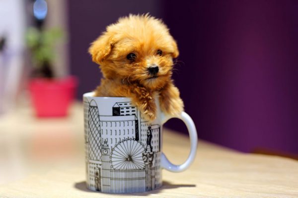 茶杯泰迪犬（四）