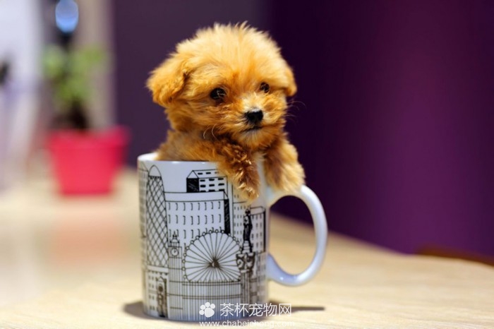 茶杯泰迪犬（四）