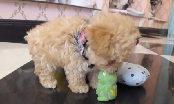 萌萌的泰迪