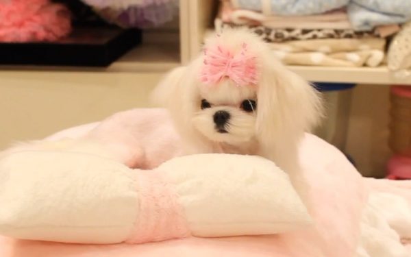 茶杯博美小公主