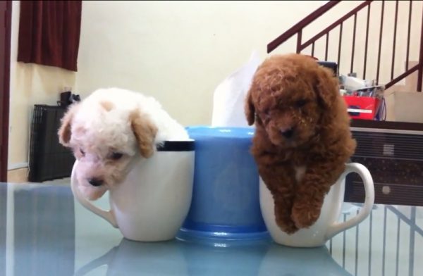 困屎了的茶杯泰迪犬